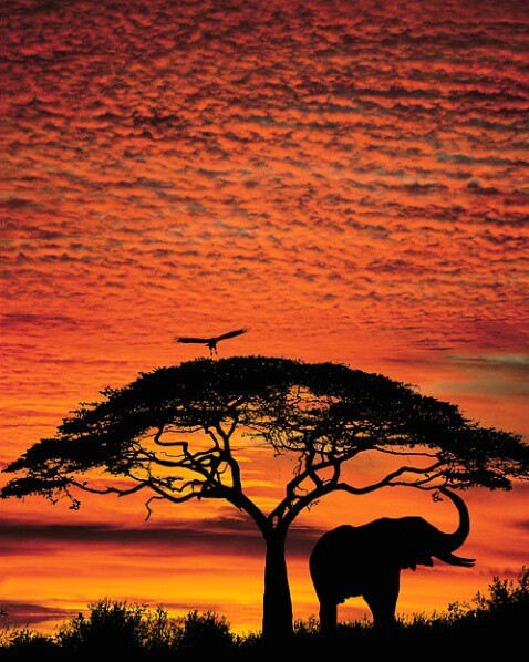 Photo:  Africa Elephant
